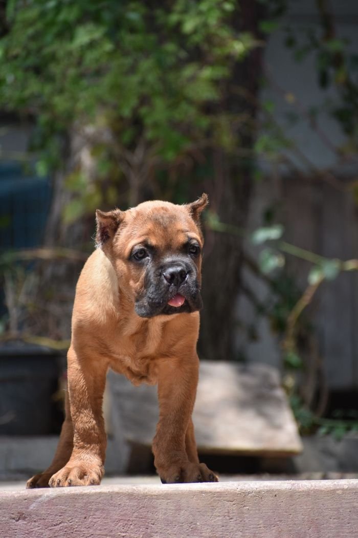 DogsIndia.com - Cane Corso - Balken Kennels