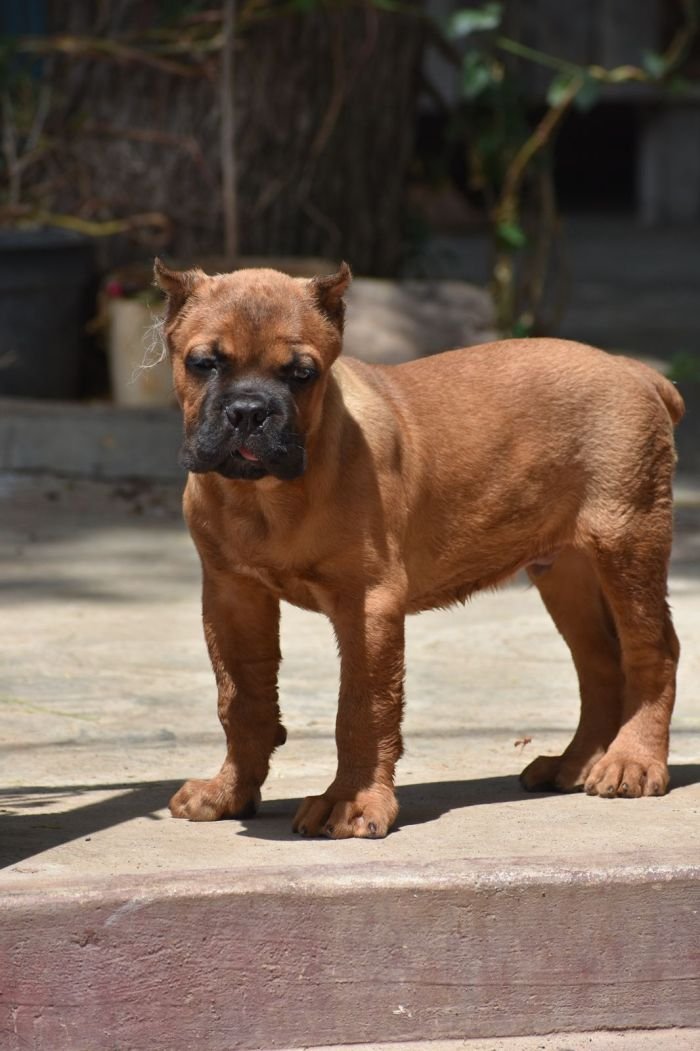 DogsIndia.com - Cane Corso - Balken Kennels