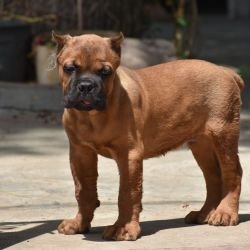 DogsIndia.com - Cane Corso - Balken Kennels