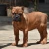 DogsIndia.com - Cane Corso - Balken Kennels