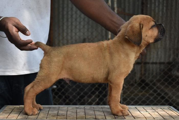 DogsIndia.com - Cane Corso - Balken Kennels