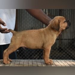 DogsIndia.com - Cane Corso - Balken Kennels