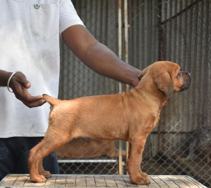 DogsIndia.com - Cane Corso - Balken Kennels