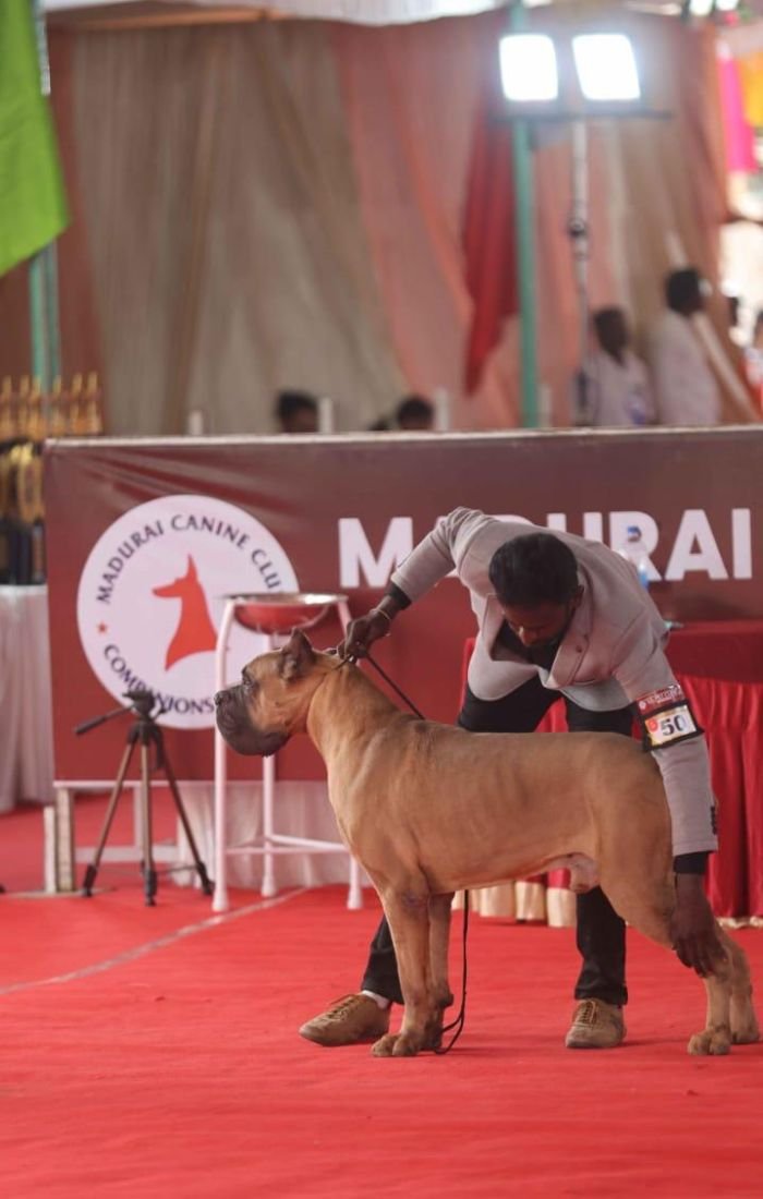 DogsIndia.com - Cane Corso - Balken Kennels