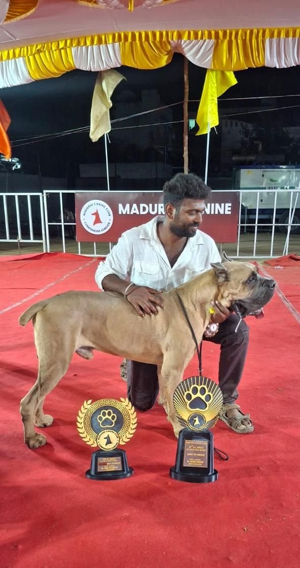 DogsIndia.com - Cane Corso - Balken Kennels