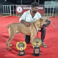 DogsIndia.com - Cane Corso - Balken Kennels