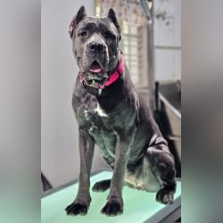 DogsIndia.com - Cane Corso - Gururaj