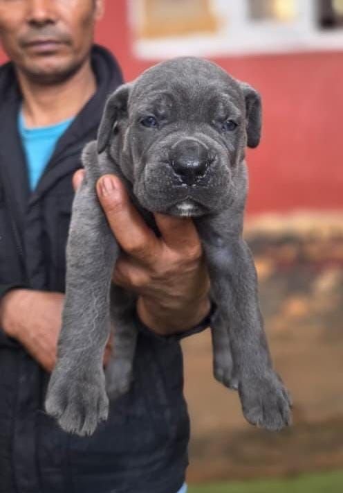 DogsIndia.com - Cane Corso - Gururaj