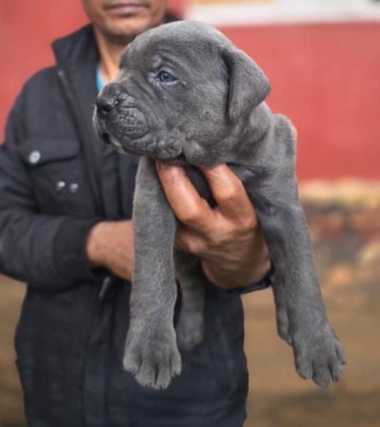 DogsIndia.com - Cane Corso - Gururaj