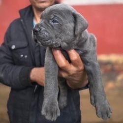 DogsIndia.com - Cane Corso - Gururaj