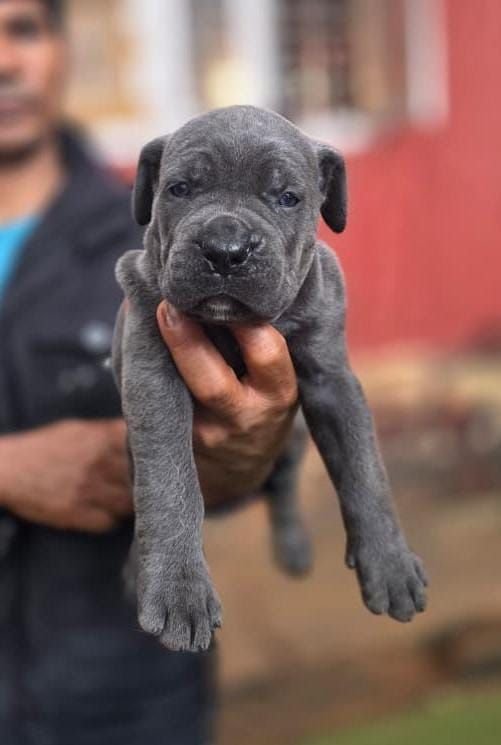 DogsIndia.com - Cane Corso - Gururaj