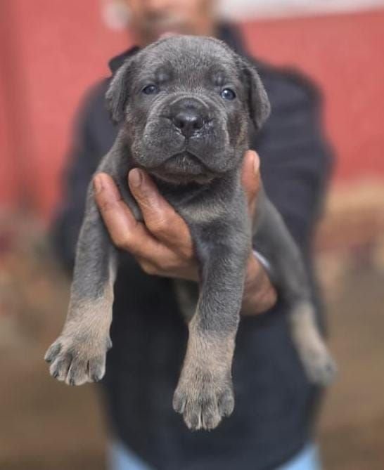 DogsIndia.com - Cane Corso - Gururaj