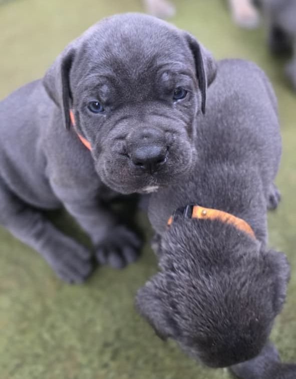 DogsIndia.com - Cane Corso - Gururaj