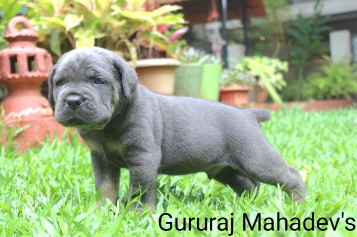 DogsIndia.com - Cane Corso - Gururaj