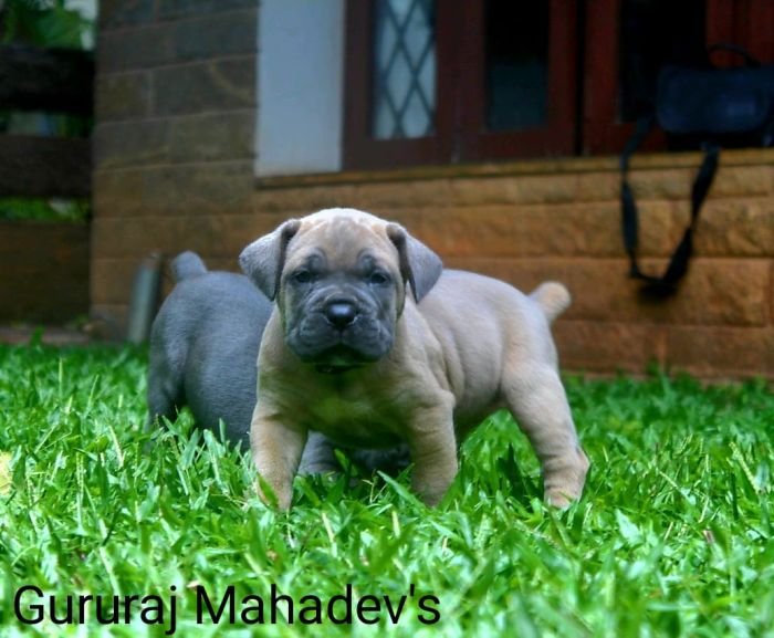DogsIndia.com - Cane Corso - Gururaj