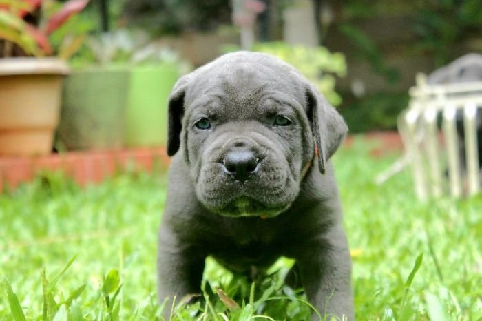 DogsIndia.com - Cane Corso - Gururaj