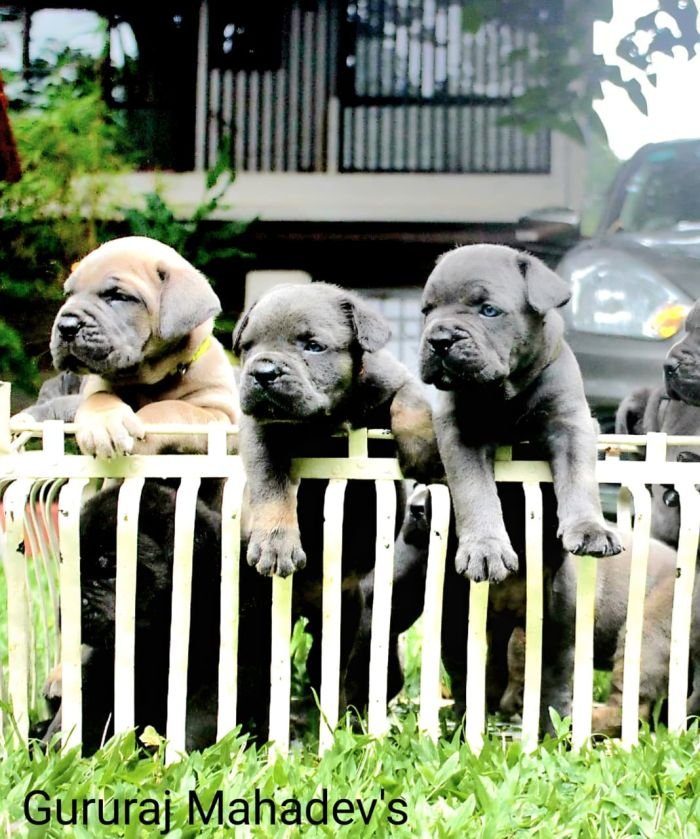DogsIndia.com - Cane Corso - Gururaj