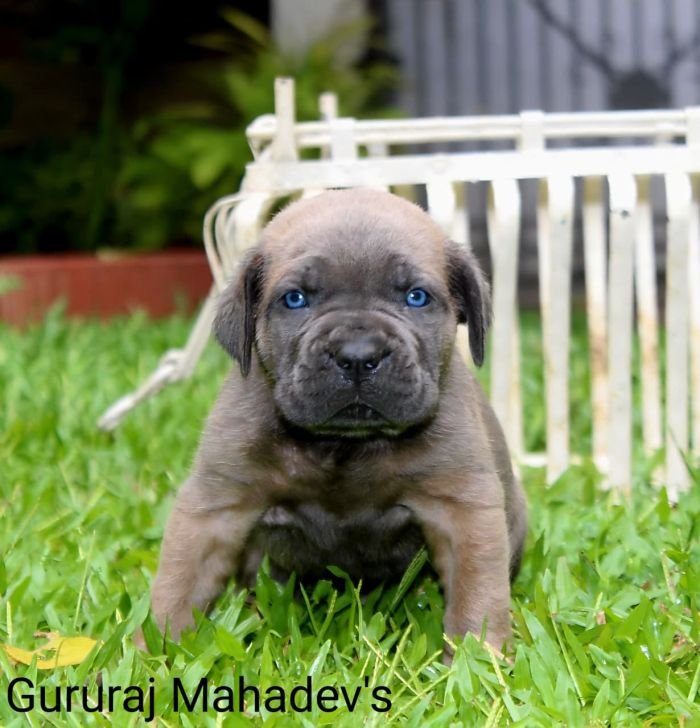 DogsIndia.com - Cane Corso - Gururaj