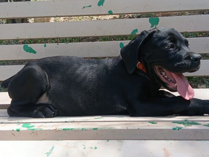 DogsIndia.com - Cane Corso - Sunil Kotwal