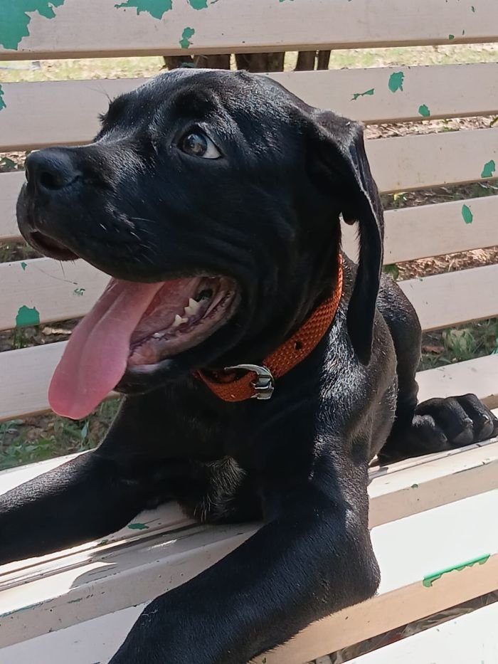 DogsIndia.com - Cane Corso - Sunil Kotwal
