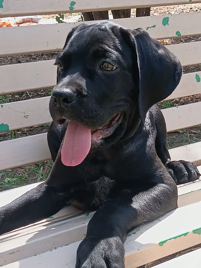 DogsIndia.com - Cane Corso - Sunil Kotwal
