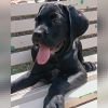 DogsIndia.com - Cane Corso - Sunil Kotwal