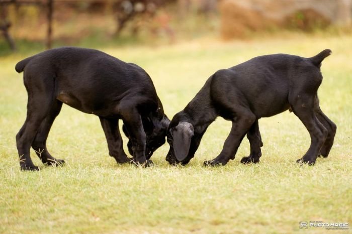 DogsIndia.com - Cane Corso - Sunil Kotwal