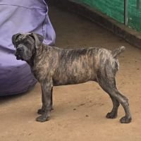DogsIndia.com - Cane Corso - Vaiju (Vincent)