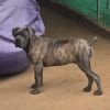 DogsIndia.com - Cane Corso - Vaiju (Vincent)