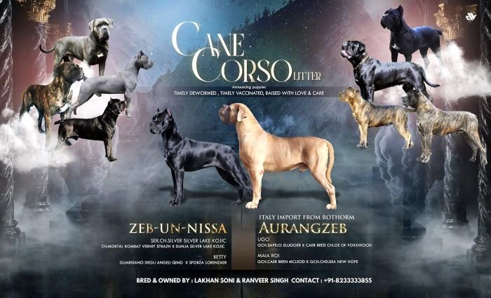 DogsIndia.com - Cane Corso - Lakhan Soni