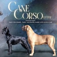 DogsIndia.com - Cane Corso - Lakhan Soni