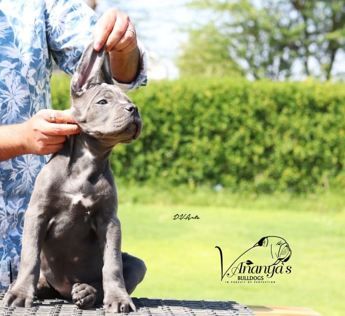 DogsIndia.com - Cane Corso - Lakhan Soni