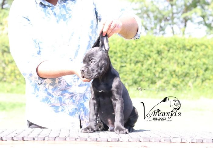 DogsIndia.com - Cane Corso - Lakhan Soni