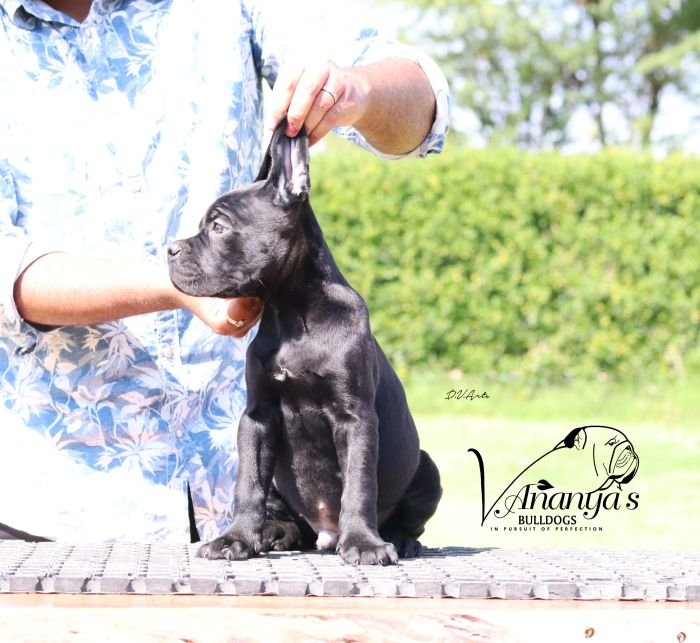 DogsIndia.com - Cane Corso - Lakhan Soni