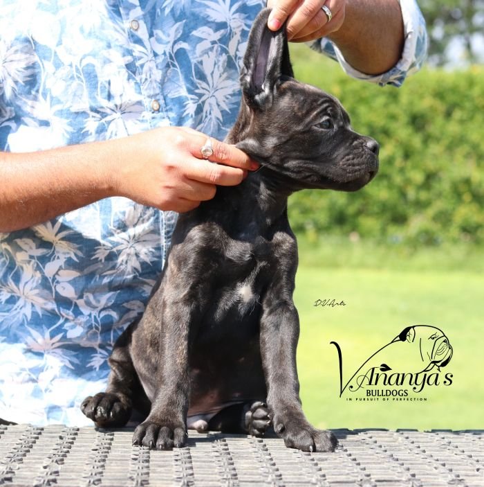 DogsIndia.com - Cane Corso - Lakhan Soni