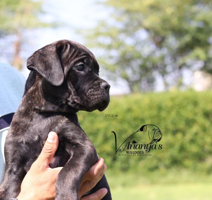 DogsIndia.com - Cane Corso - Lakhan Soni