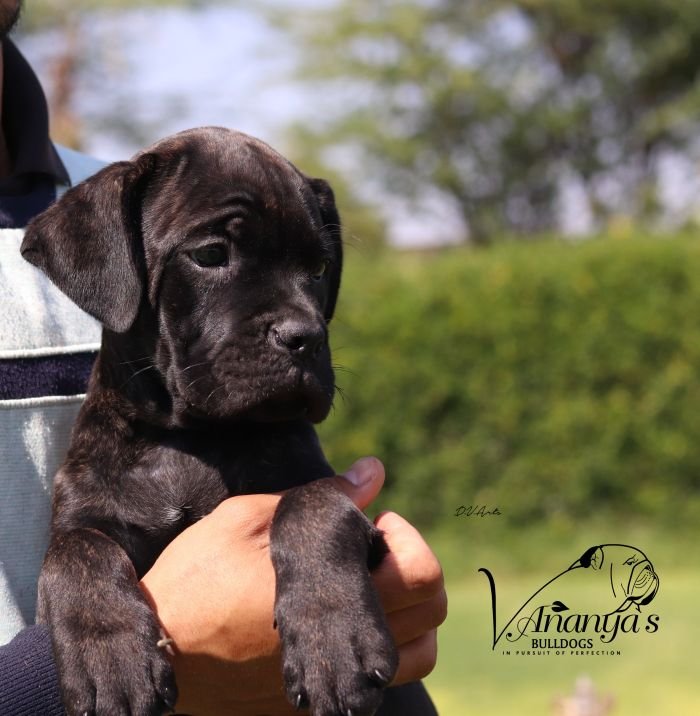 DogsIndia.com - Cane Corso - Lakhan Soni