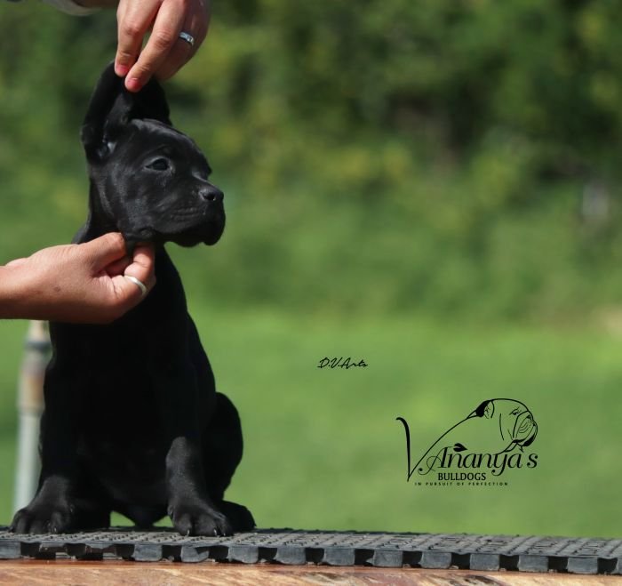 DogsIndia.com - Cane Corso - Lakhan Soni