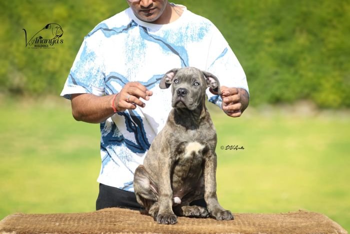 DogsIndia.com - Cane Corso - Lakhan Soni