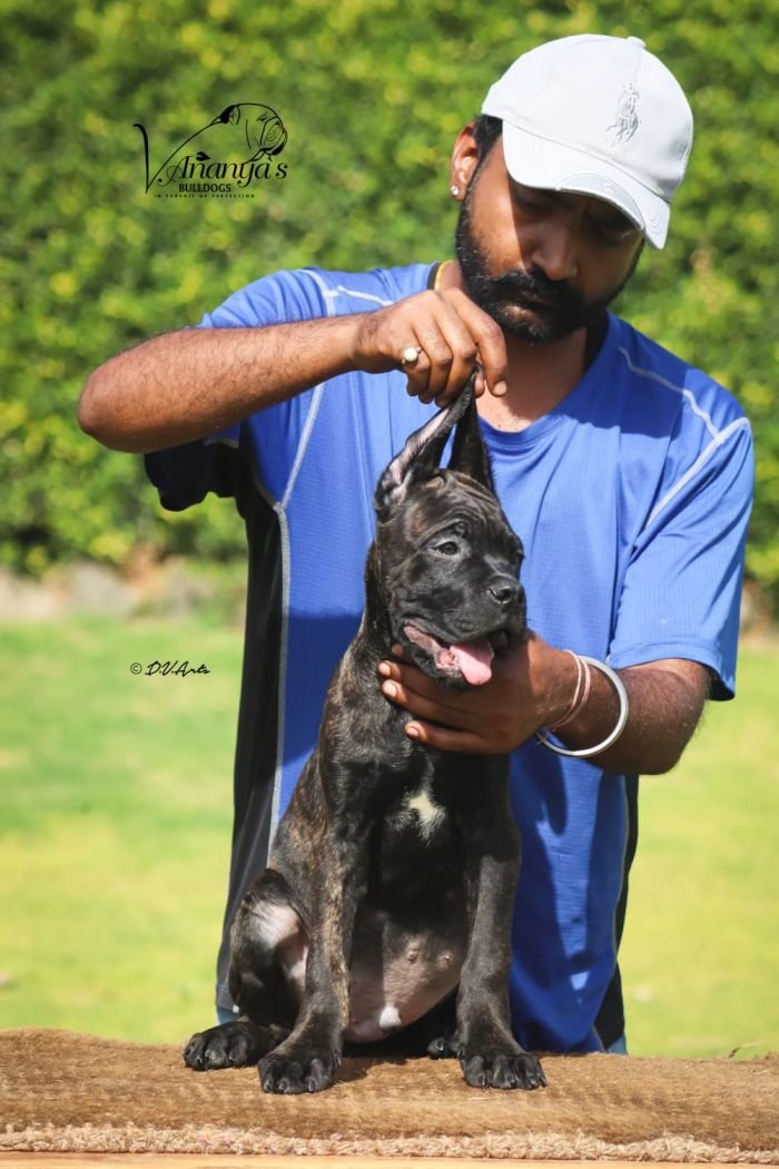 DogsIndia.com - Cane Corso - Lakhan Soni