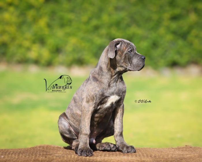 DogsIndia.com - Cane Corso - Lakhan Soni