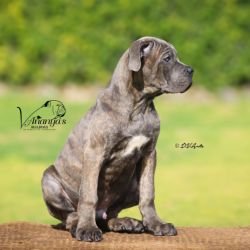 DogsIndia.com - Cane Corso - Lakhan Soni
