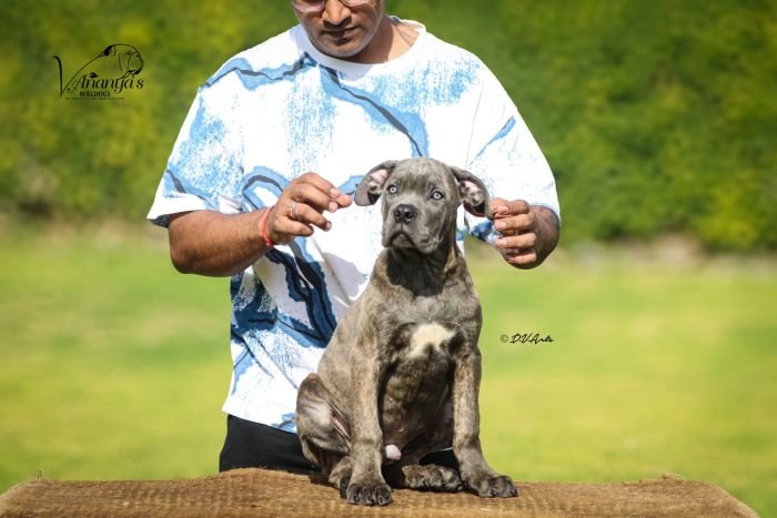 DogsIndia.com - Cane Corso - Lakhan Soni