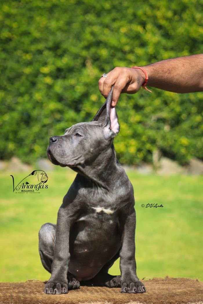 DogsIndia.com - Cane Corso - Lakhan Soni