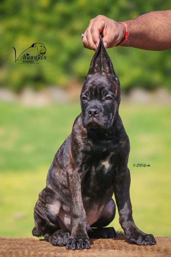 DogsIndia.com - Cane Corso - Lakhan Soni
