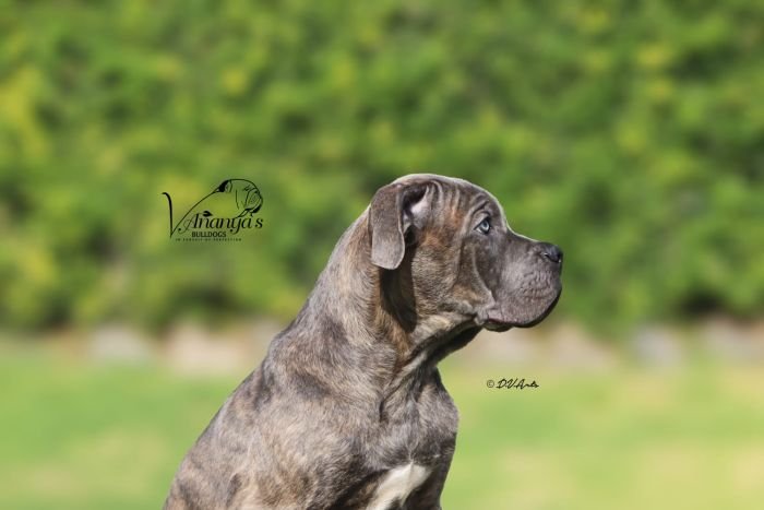 DogsIndia.com - Cane Corso - Lakhan Soni