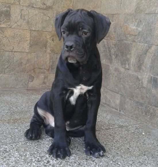 Litter Box - Cane Corso - Vipul Goel