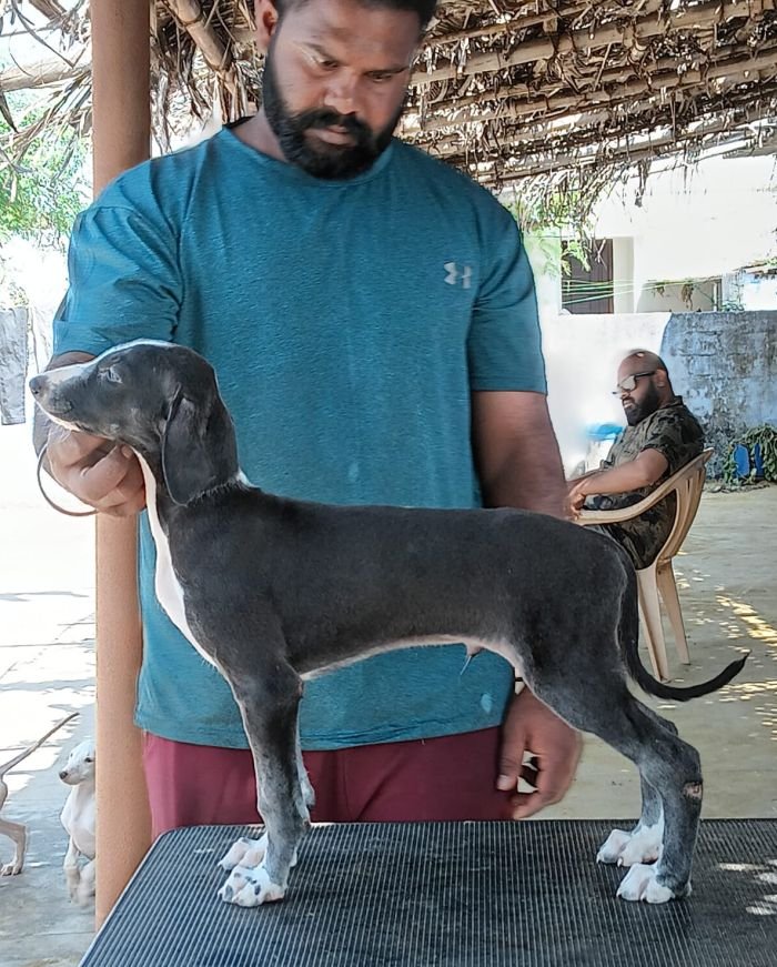 DogsIndia.com - Caravan Hound - Anish