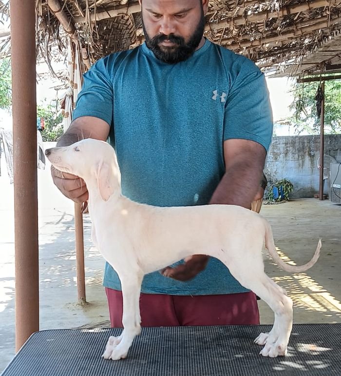 DogsIndia.com - Caravan Hound - Anish