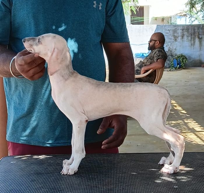 DogsIndia.com - Caravan Hound - Anish